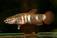 channoides femmina adulta