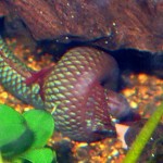 betta Uberis-pair betta Uberis-pair