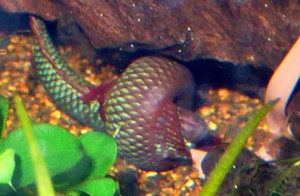 betta Uberis-pair