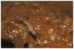 Betta akarensis