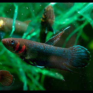 Betta foerschi