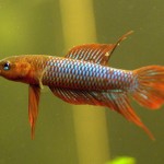 betta uberis 1 betta uberis 1