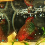 betta uberis 2 betta uberis 2