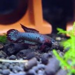 betta uberis 3 betta uberis 3