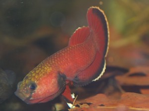 esemplare maschio di channoides