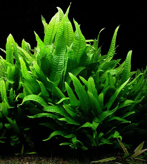 Microsorium p.