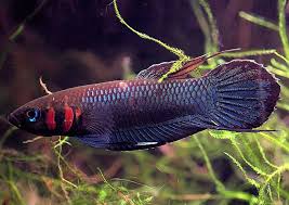 Betta foerschi