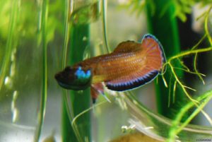 Betta simplex