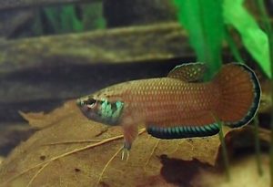 Betta simplex