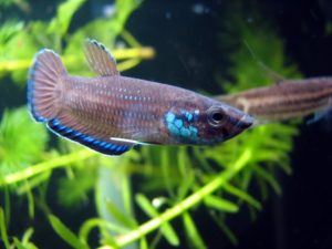 Betta simplex