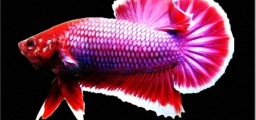 hmpk lavander