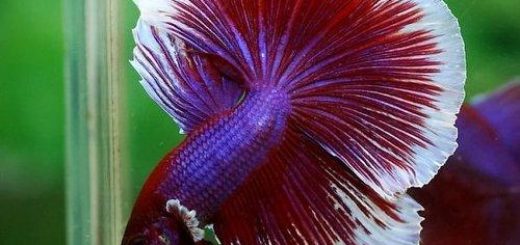 betta hm lavander