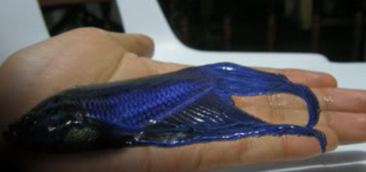 betta bufale