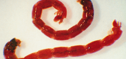 Chironomus