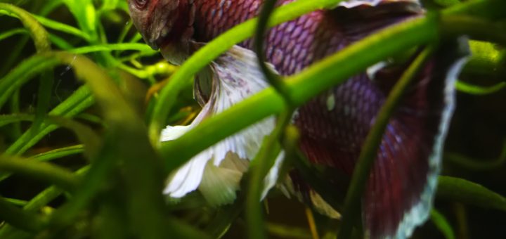 Betta splendens big aer