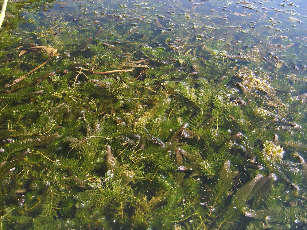 Виды водорослей в пресной воде