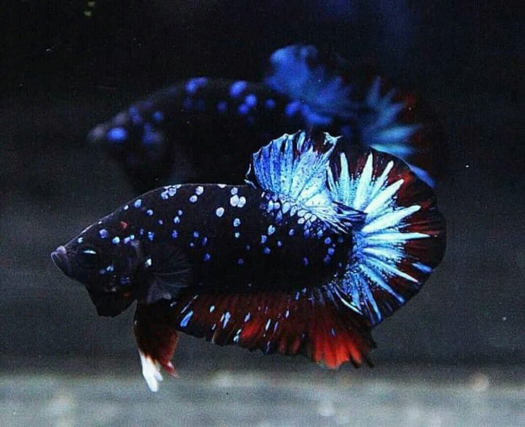 betta splendens galaxy