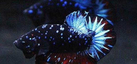 betta splendens galaxy