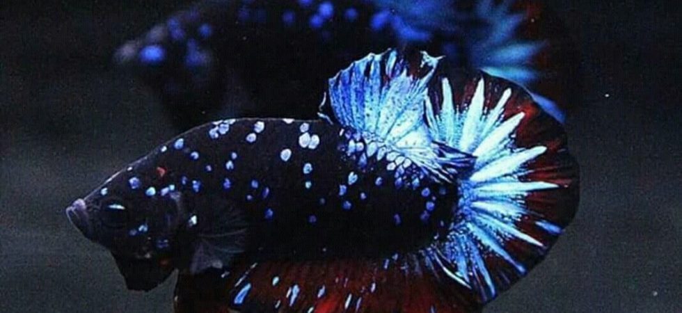 betta splendens galaxy