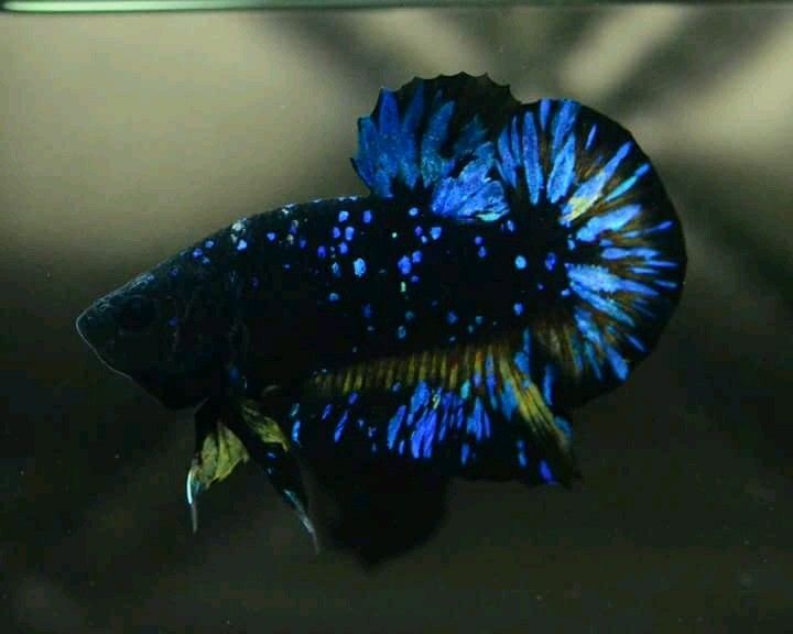 betta spl blu galaxy