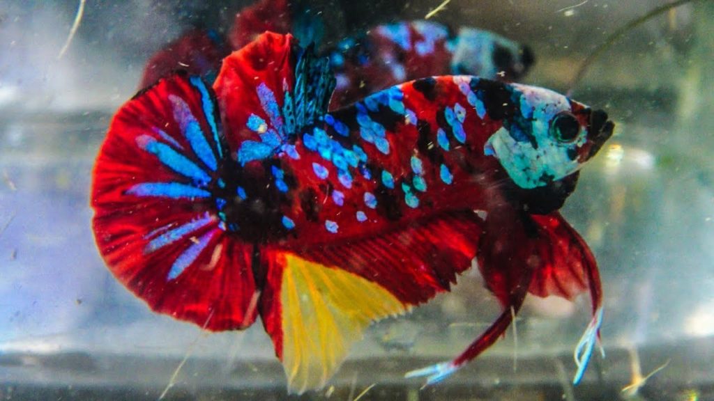 Betta spl red yellow galaxy