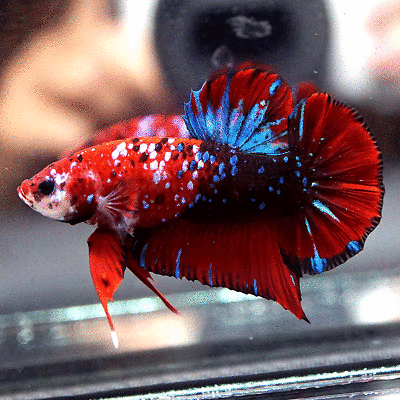 Betta spl red black galaxy