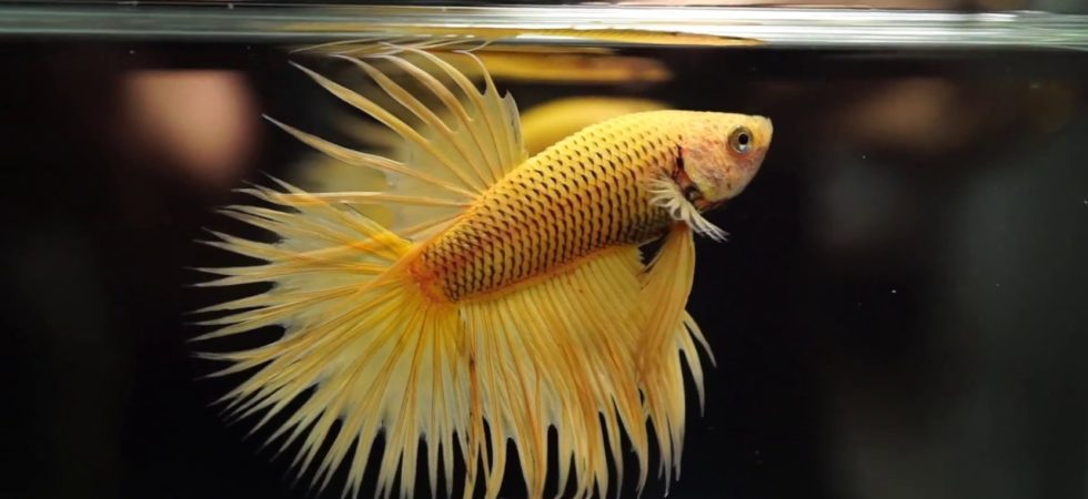 betta spl yellow pineapple