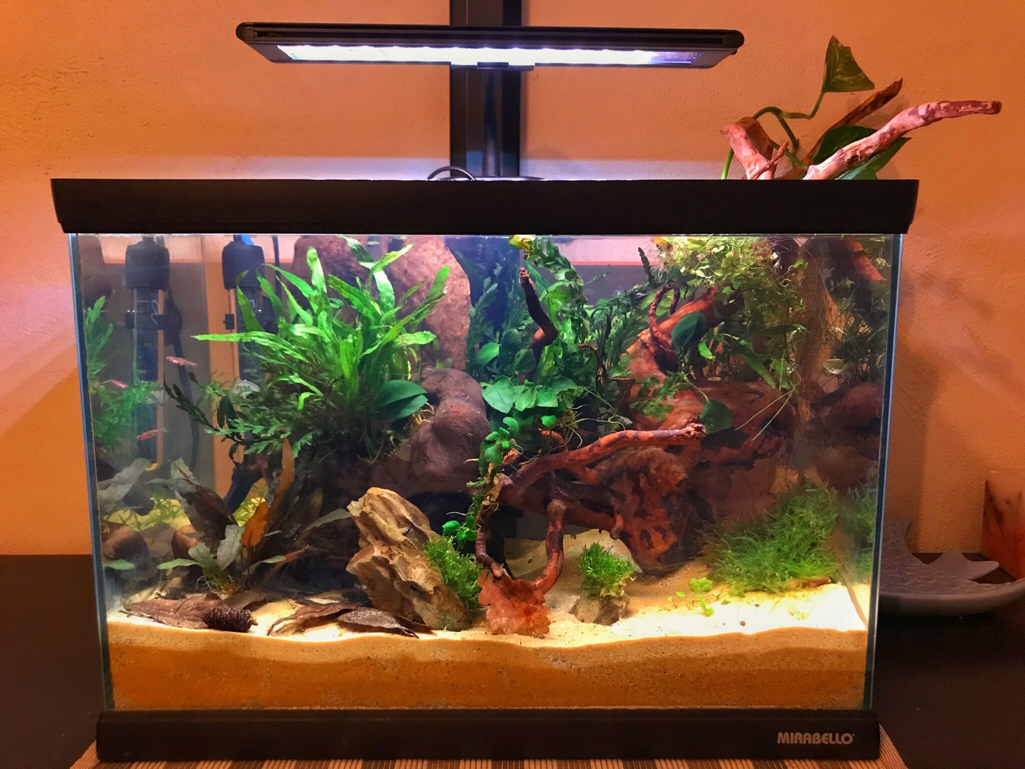 Acquario Betta spl. 30 litri di Alice Boschi Bettaportal Acquario Betta spl. 30 litri di Alice Boschi Bettaportal