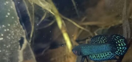Betta Uberis
